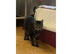 Zoey, Domestic Shorthair For Adoption In Dublin, California