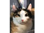 Celia, Calico For Adoption In Sioux Falls, South Dakota
