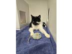 Callie, Domestic Shorthair For Adoption In Kelowna, British Columbia