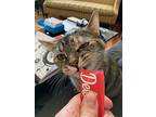 Bumblebee, Domestic Shorthair For Adoption In Cincinnati, Ohio