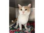 Capybara, Domestic Shorthair For Adoption In Cincinnati, Ohio