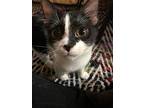 Fiesta, Domestic Shorthair For Adoption In Cincinnati, Ohio