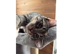 Jelly (bean), Domestic Shorthair For Adoption In Greensburg, Pennsylvania