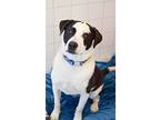 Jackson, Labrador Retriever For Adoption In Pontiac, Michigan