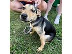 Orville, Terrier (unknown Type, Small) For Adoption In Columbia, Illinois