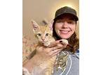 Duck Burns, Domestic Shorthair For Adoption In Rosharon, Texas