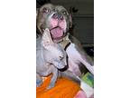 Sue Cat-friendly Happy Girl, American Pit Bull Terrier For Adoption In Rosharon