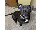 Kensington, American Pit Bull Terrier For Adoption In Merriam, Kansas