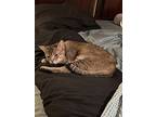 Zelda, Domestic Shorthair For Adoption In Greensboro, North Carolina
