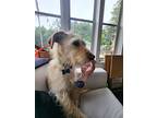 Cody, Terrier (unknown Type, Medium) For Adoption In Larchmont, New York