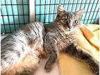 Petra, Domestic Mediumhair For Adoption In Seal Beach, California