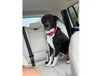 Phil, Labrador Retriever For Adoption In Manhasset, New York