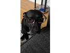 Roxy, American Staffordshire Terrier For Adoption In Manhasset, New York