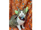 Teddie, Domestic Shorthair For Adoption In Kingston, New York