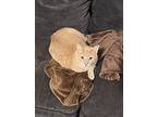 Chucky, Domestic Shorthair For Adoption In El Dorado Hills, California