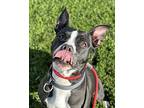 Roxy, American Pit Bull Terrier For Adoption In Napa, California