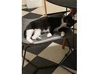 Disco, Domestic Shorthair For Adoption In Burlington, Vermont