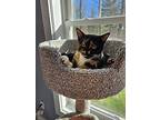 Juniper, Domestic Shorthair For Adoption In Burlington, Vermont