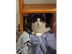 Belew, Domestic Shorthair For Adoption In Burlington, Vermont