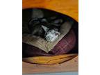Adrian, Domestic Shorthair For Adoption In Burlington, Vermont