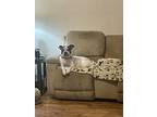 Venus, American Pit Bull Terrier For Adoption In Weatherford, Texas
