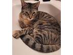 Aela, Domestic Shorthair For Adoption In Virginia Beach, Virginia