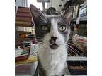 Goose, Domestic Shorthair For Adoption In Virginia Beach, Virginia