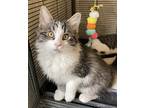Geneseo, Domestic Longhair For Adoption In Virginia Beach, Virginia