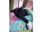 Silhouette, Domestic Shorthair For Adoption In Fruit Heights, Utah