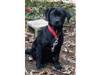 Fella, Labrador Retriever For Adoption In Palmer, Massachusetts