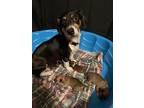 Madeline, Jack Russell Terrier For Adoption In Palmer, Massachusetts