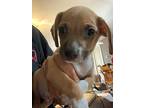 Peanut Butter, Jack Russell Terrier For Adoption In Palmer, Massachusetts