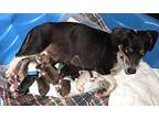 Oreo, Jack Russell Terrier For Adoption In Palmer, Massachusetts