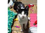 Cricket, Domestic Shorthair For Adoption In Lewistown, Pennsylvania