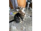 Adele, Domestic Shorthair For Adoption In Lewistown, Pennsylvania