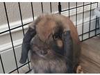 Harbor, Lop-eared For Adoption In Chino, California