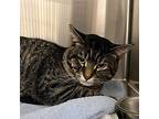 Storm, Domestic Shorthair For Adoption In Yankton, South Dakota