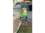 Nube, American Pit Bull Terrier For Adoption In Phoenix, Arizona