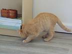Cashew, Domestic Shorthair For Adoption In Cincinnati, Ohio