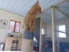 Almond, Domestic Shorthair For Adoption In Cincinnati, Ohio
