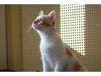 Hazelnut, Domestic Shorthair For Adoption In Cincinnati, Ohio