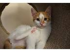 Macadamia, Domestic Shorthair For Adoption In Cincinnati, Ohio