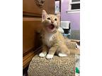 Pumpkin, Domestic Shorthair For Adoption In Pitman, New Jersey