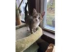 Murray, Domestic Shorthair For Adoption In Minneapolis, Minnesota