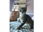Slater, Domestic Shorthair For Adoption In Pitman, New Jersey