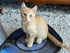 Tawny, Domestic Shorthair For Adoption In Pitman, New Jersey