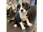 Greer, Retriever (unknown Type) For Adoption In Minneapolis, Minnesota
