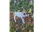Dakota Keith~, Jack Russell Terrier For Adoption In Columbia, Tennessee