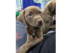 Braxton, Retriever (unknown Type) For Adoption In Minneapolis, Minnesota