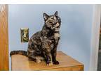 Betty, Siamese For Adoption In Chicago, Illinois